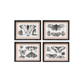 Cadres gravures papillons x4