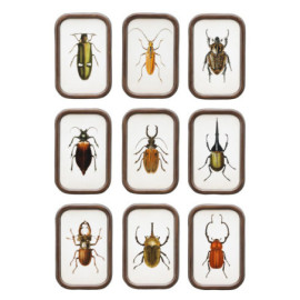 Cadres insectes x9